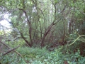 20110000 LA PAVÉE Pont-Farcy 24